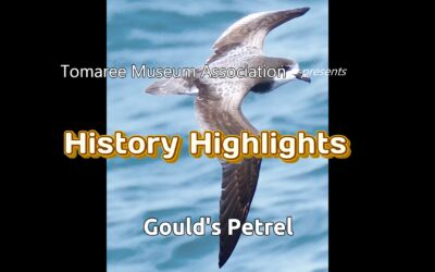 Gould’s Petrel